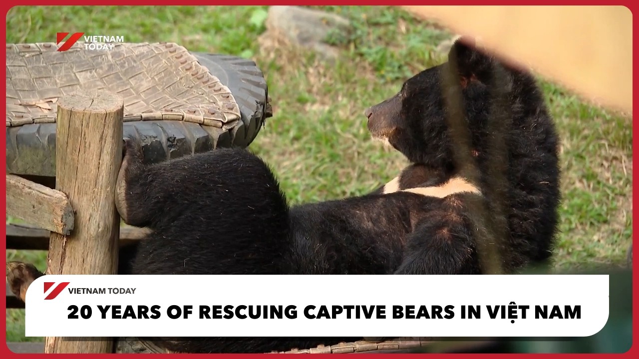 20 years of rescuing captive bears in Việt Nam | Vietnam Today
