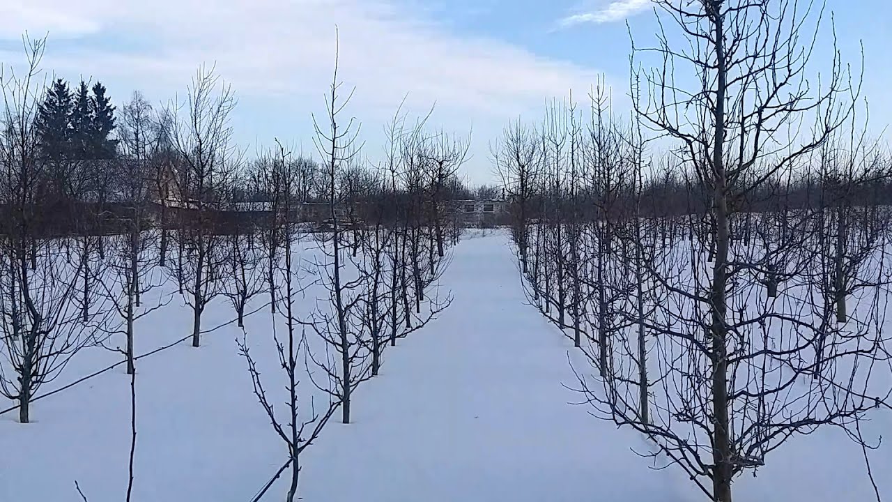 Оголошення про реалізацію живців у 2026 році