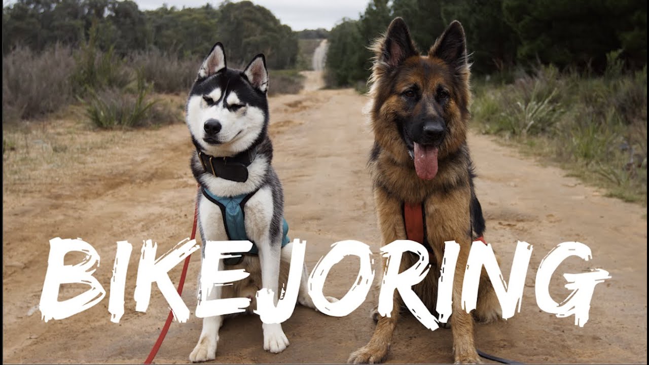 Dryland Mushing with Husky and German Shepherd