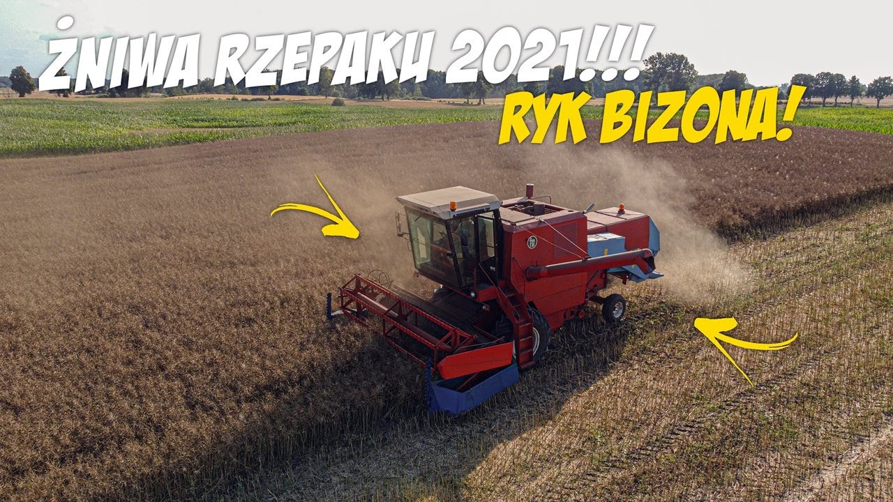 ŻNIVLOG!#1🔥Młócimy pierwszą działkę Rzepaku!❤️Ryk Bizona!!Romeo Zadowolony!❤️