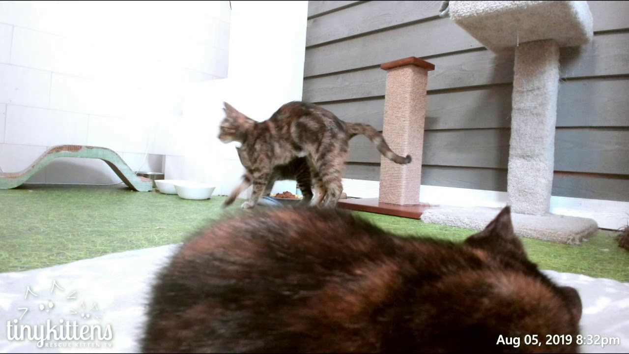 Feral mama Eternity gets to be a kitten!  TinyKittens.com
