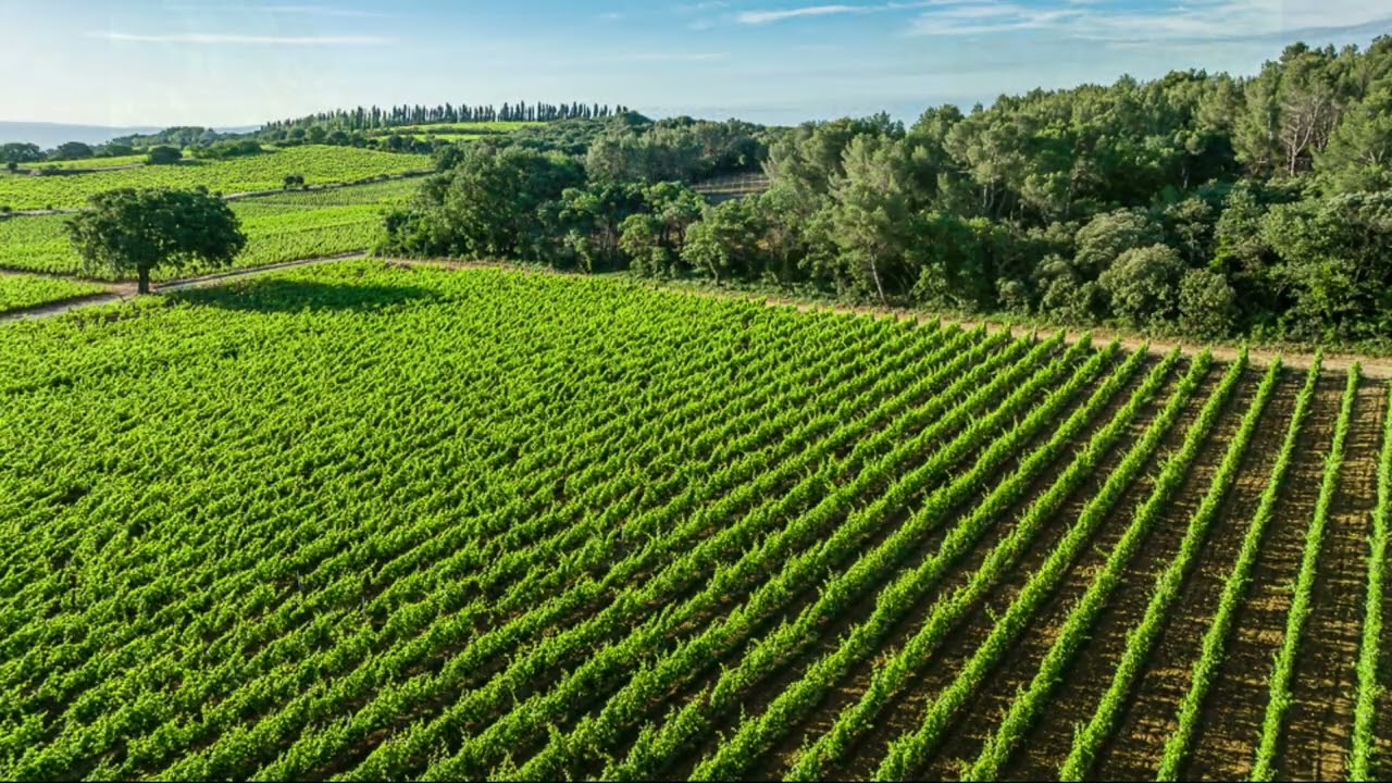 Château de Nalys - Le Vignoble- The Vineyards
