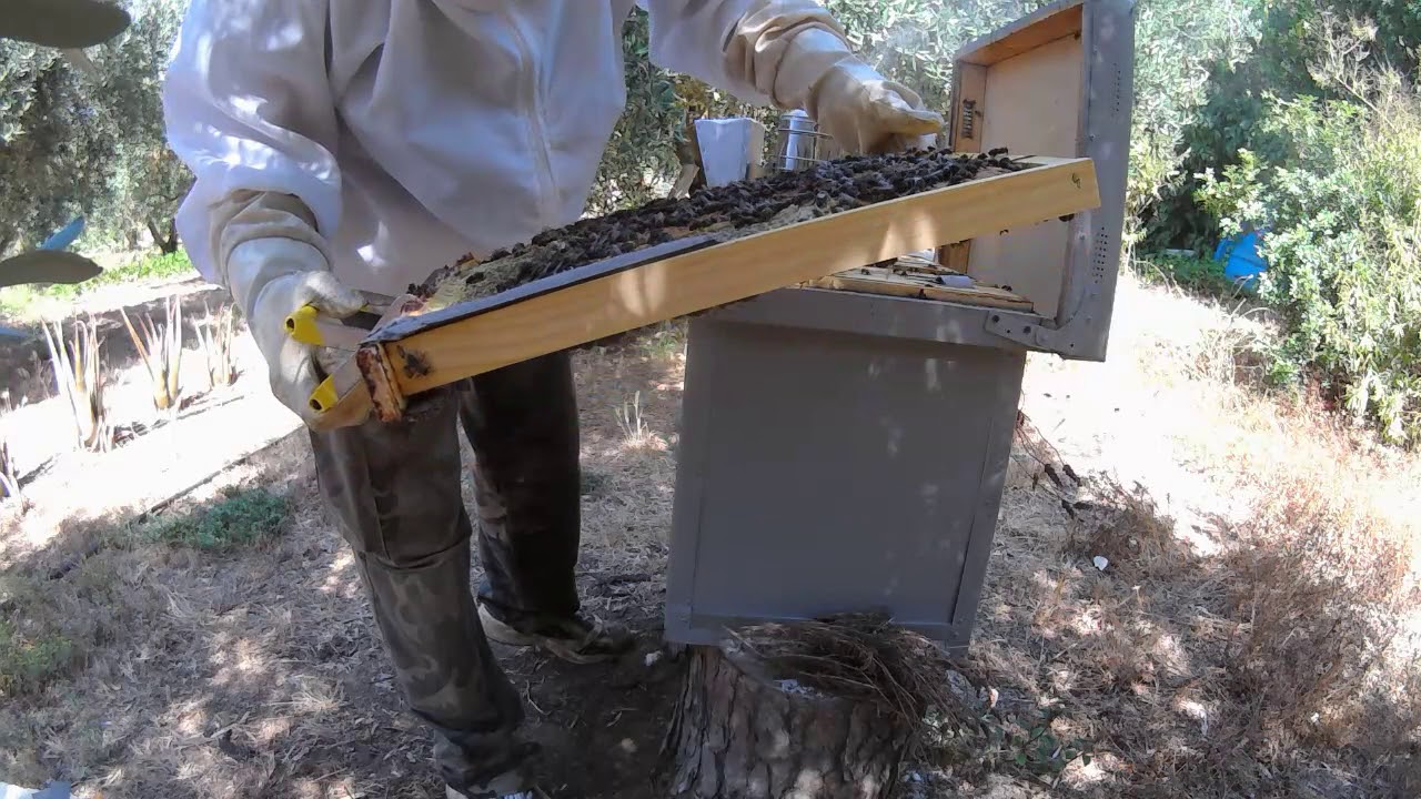 2º, video, 2ª, verificación del resultado del plátano como alimento de las abejas 2