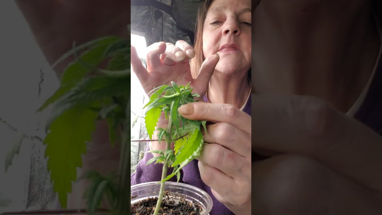 male nanners found checking gender Hulies testers tenttalks tenttokes boomer learning to grow series