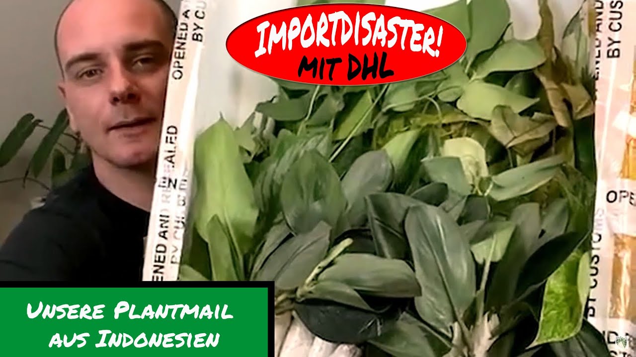 Pflanzen Import aus Indonesien - Part 1: Plantmail - Unboxing nach 2 Wochen Lieferzeit...