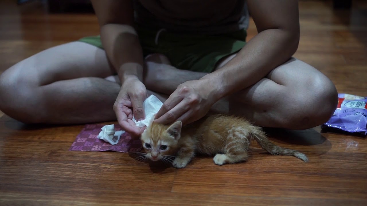 BERSIHIN LILY PAKE TISSUE BASAH