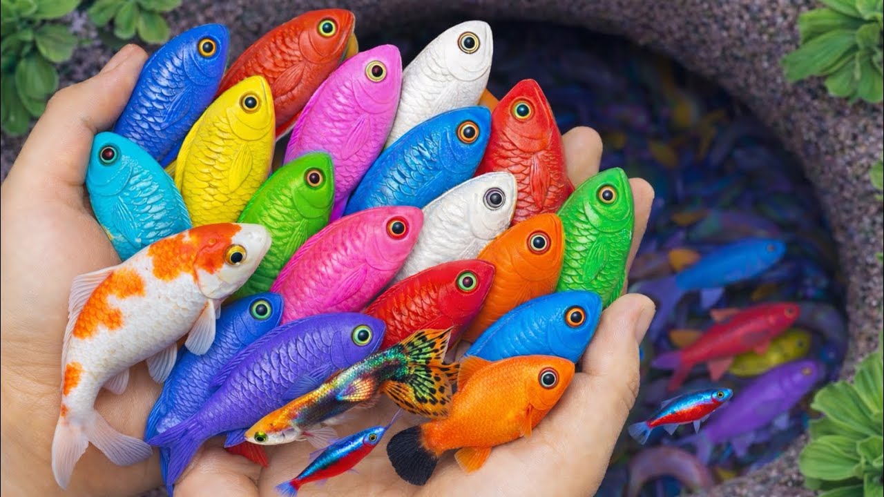 Menangkap Ikan Akuarium Cantik seperti Mas Koki, Guppy, Molly, dan Neon Tetra 🌈🐟