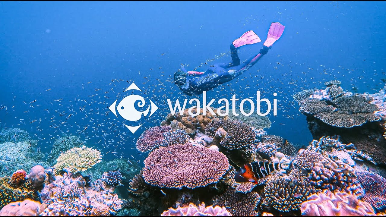 Snorkel on the House Reef at Wakatobi