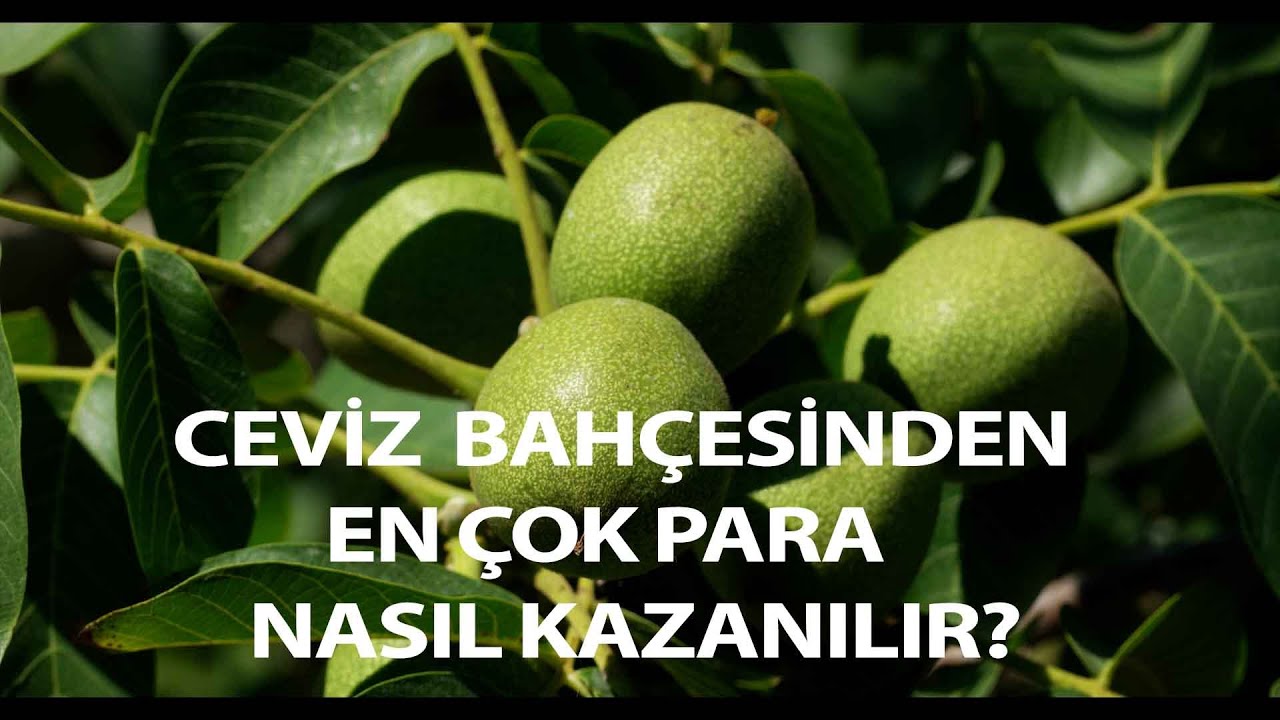 CEVİZ BAHÇESİNDEN EN ÇOK PARA NASIL KAZANILIR ?