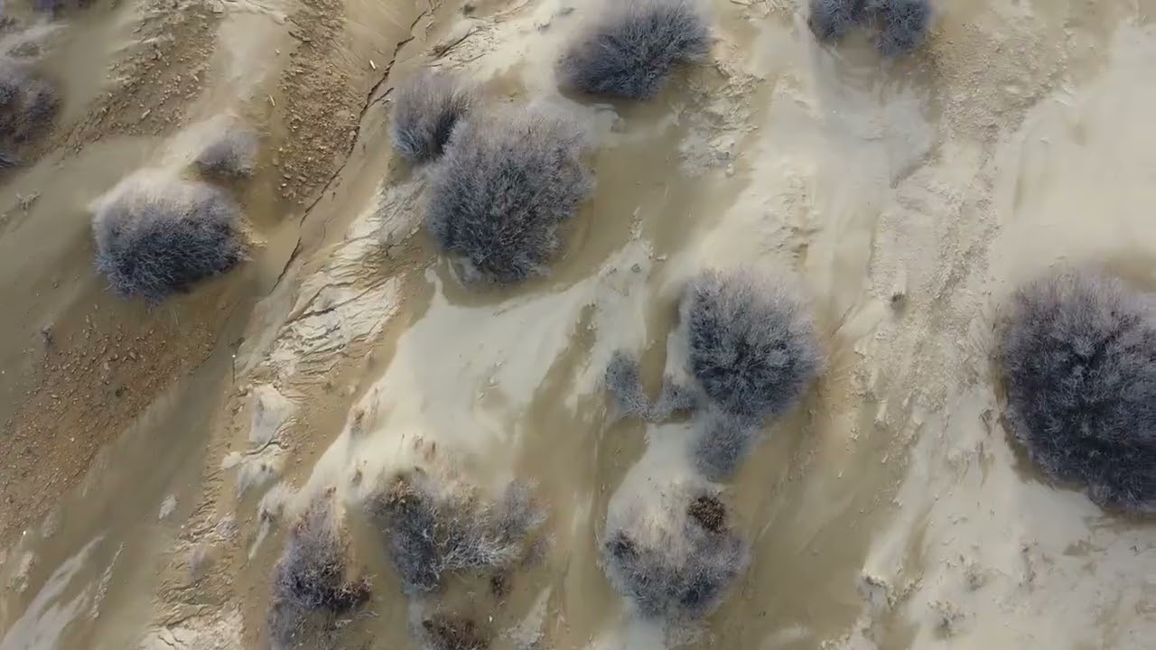 Desert Dunes Ammothínes