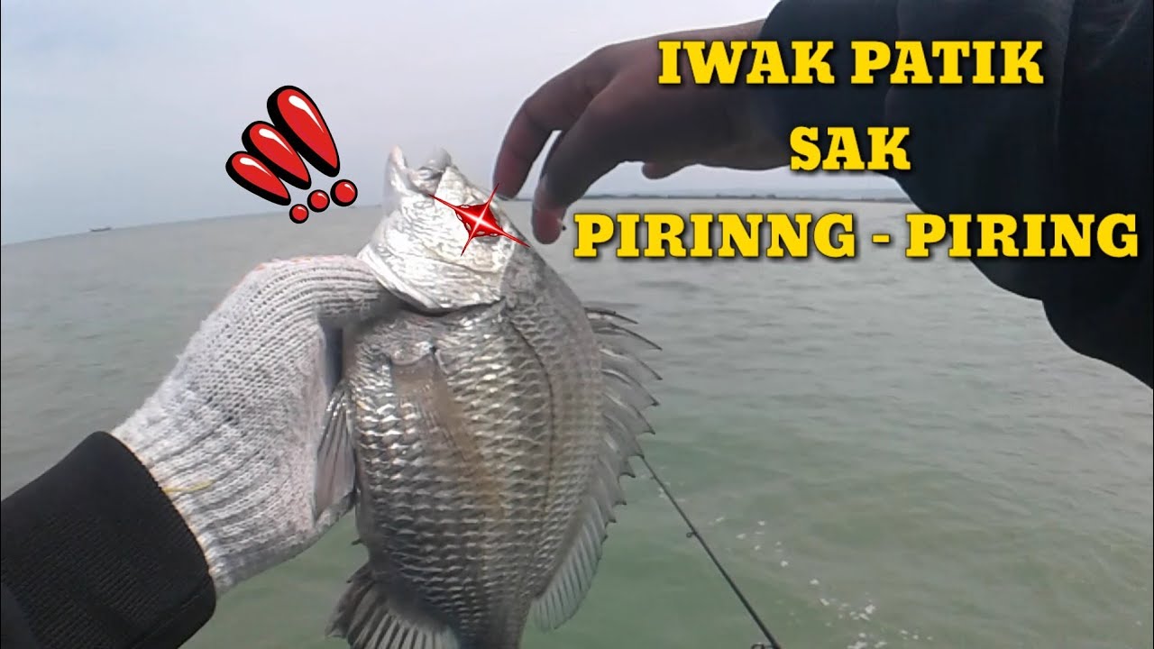 MANCING PATIK BABON kumpul disini Vlog 55