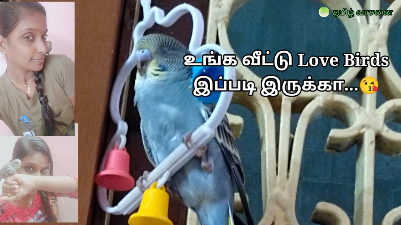 Cute Love birds/Sleeping Cute