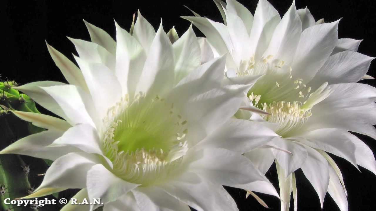 Cactus flowers opening time lapse (Echinopsis oxygona)