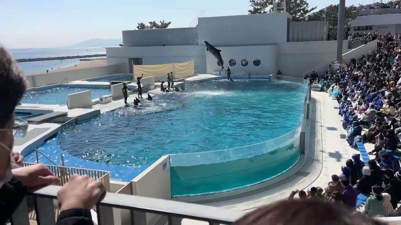 須磨シーワールド　イルカショー