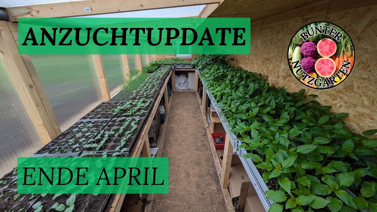 Anzuchtupdate Ende April