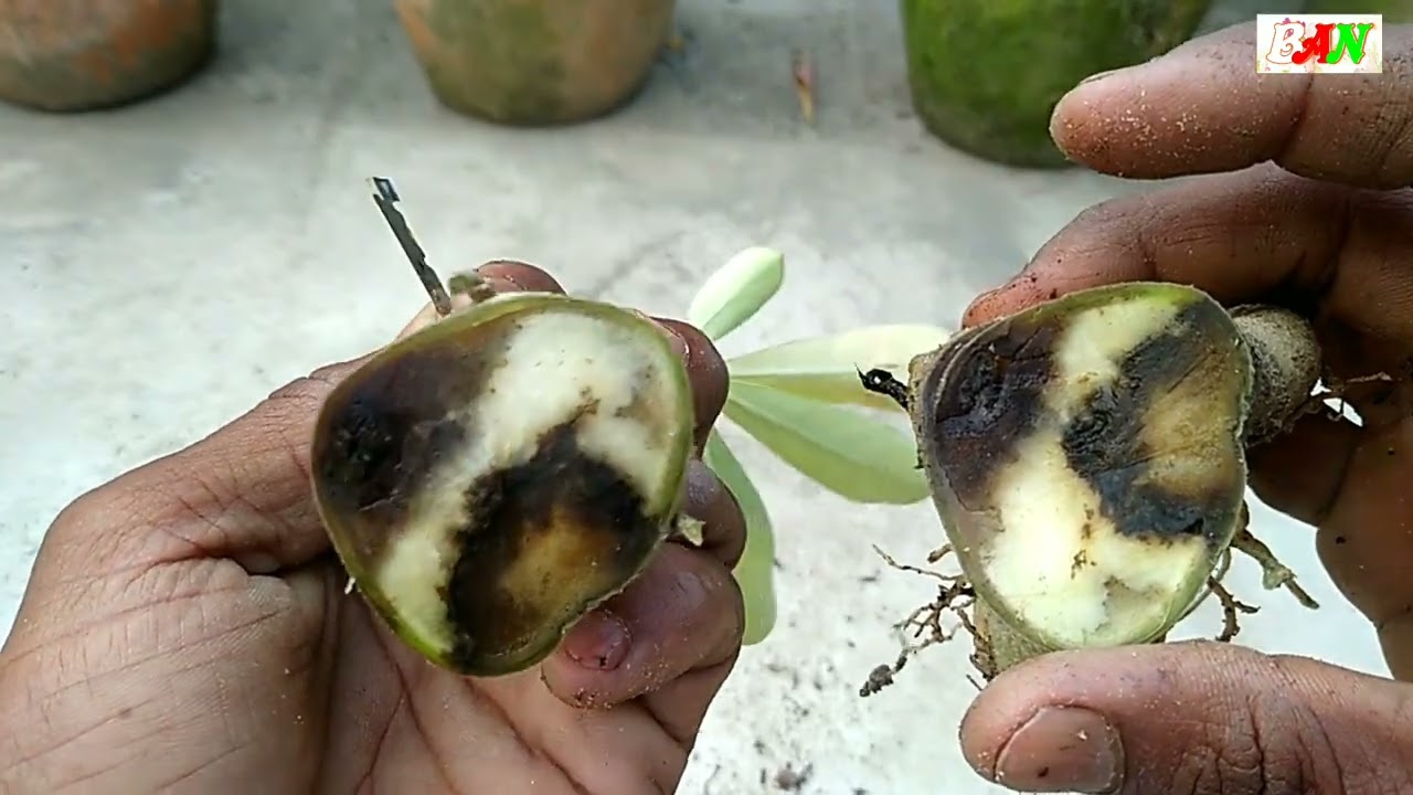 পচে যাওয়া এডেনিয়াম বাঁচিয়ে তুলুন সহজেই। #Adenium