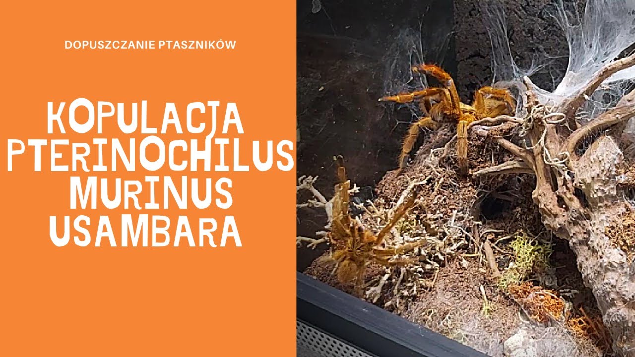 TRUDNA MIŁOŚĆ - dopuszczanie Pterinochilus murinus Usambara