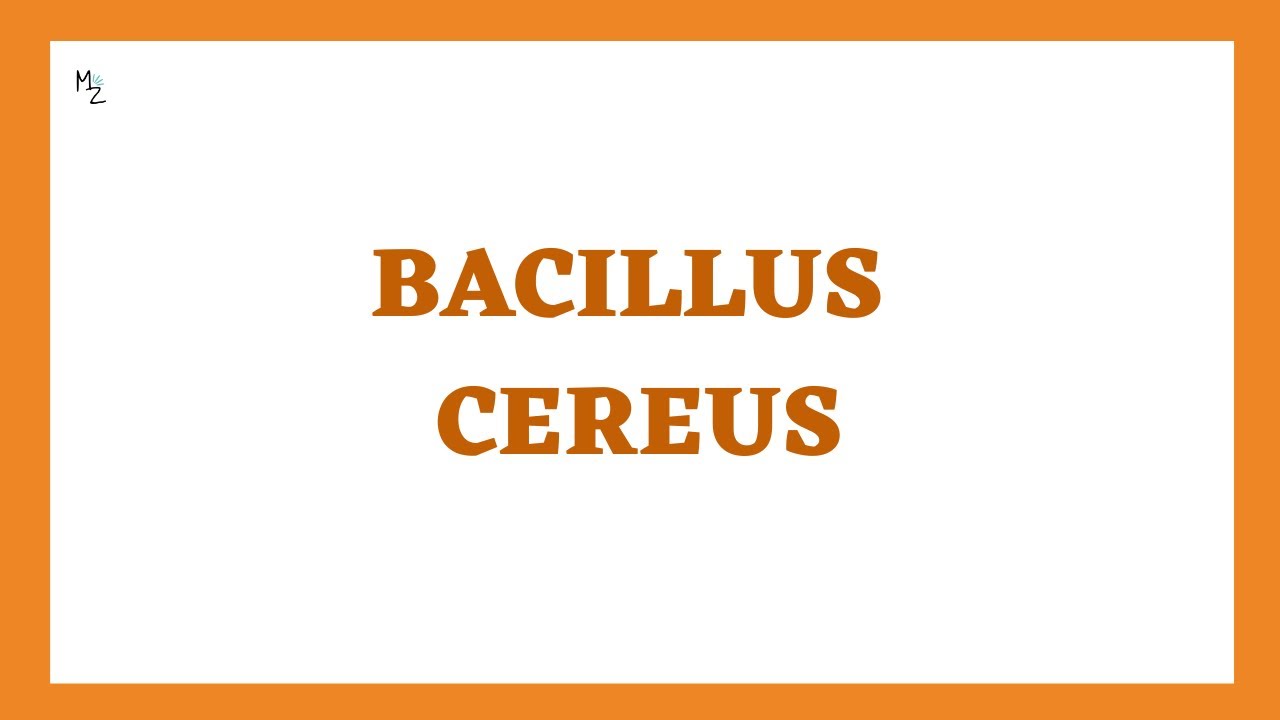 Bacillus cereus | Синдром жареного риса или пищевое отравление (морфология, патогенез, лабораторн...