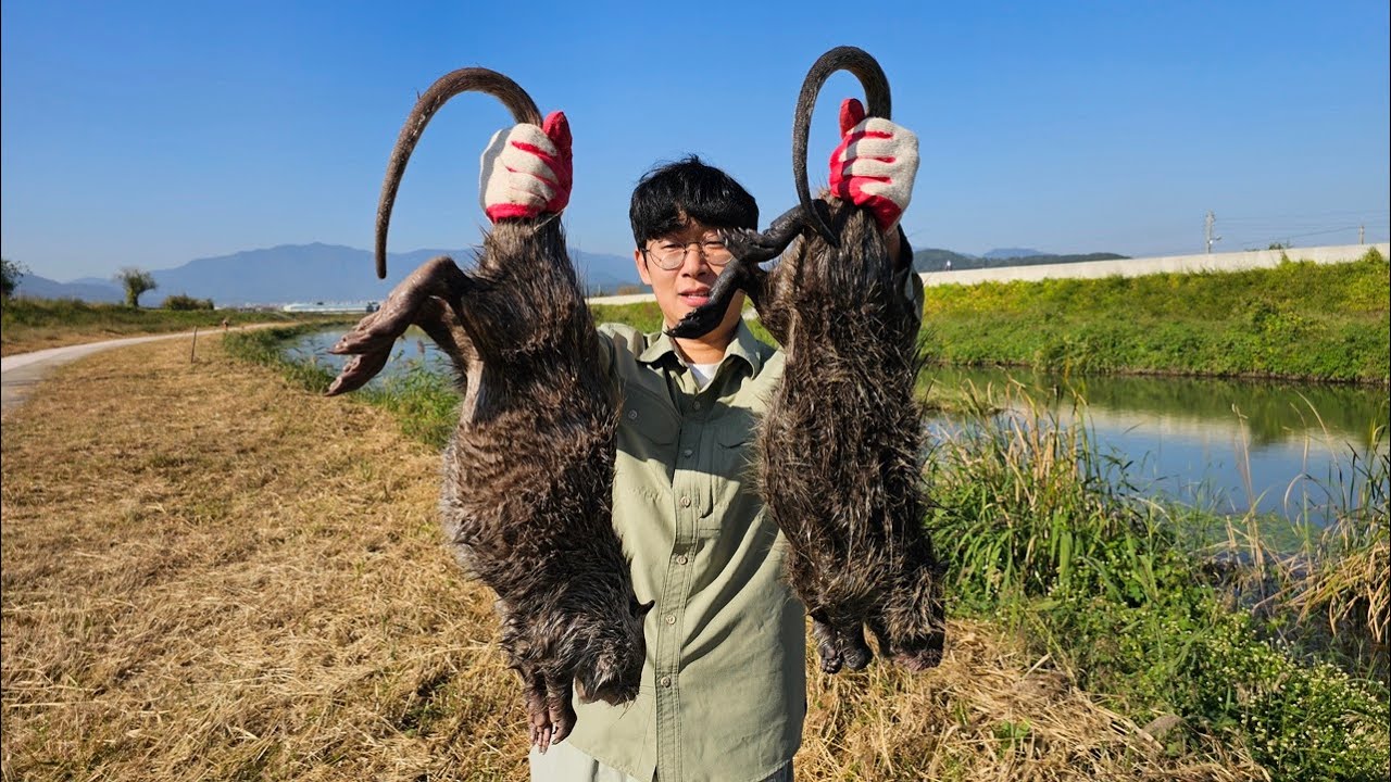 제보 받고간 현장, 변종 괴물쥐 등장?!? 대물들이 마구 나옵니다ㄷㄷ
