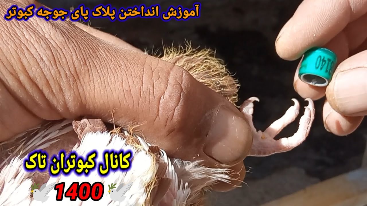 زمان انداختن پلاک پای جوجه کبوتر.ونمایشی از جوجه های دم سرخ
