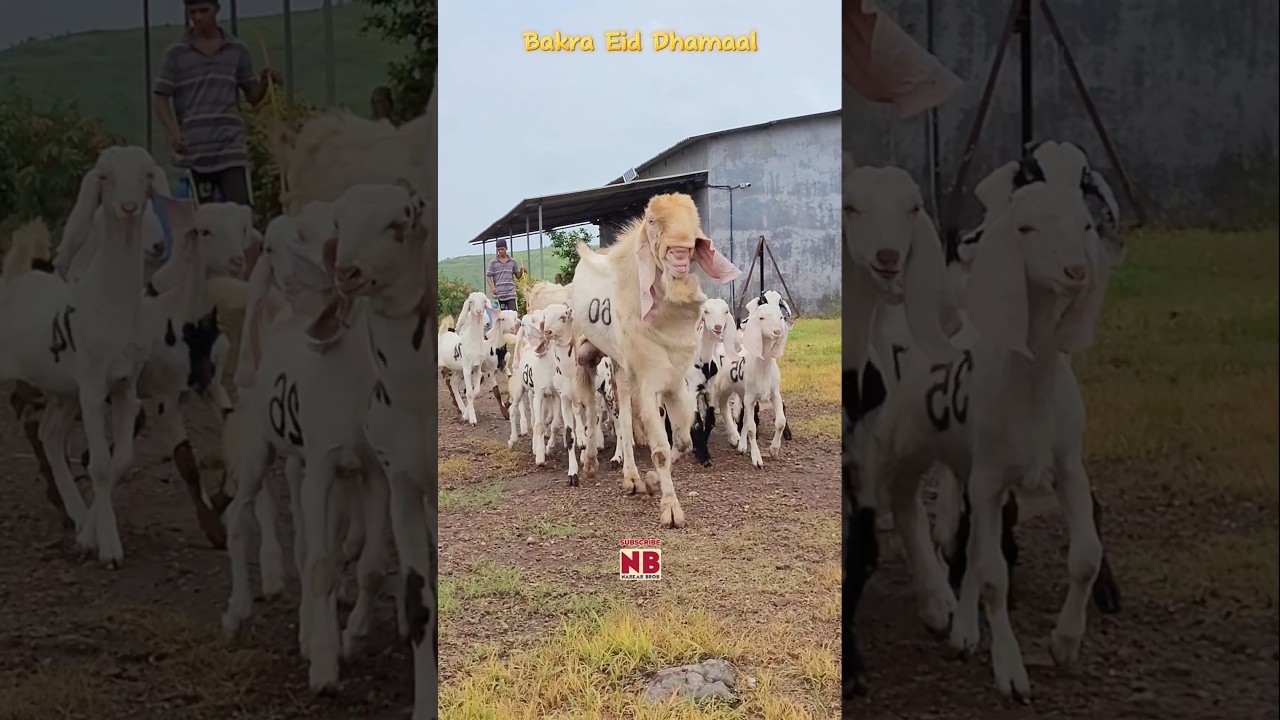 Bakro ki Fauj 🤩&hearts;️ #bakraeid #bakraeid2025 #bakraeidspecial #bakra #goats #trending #biggoats