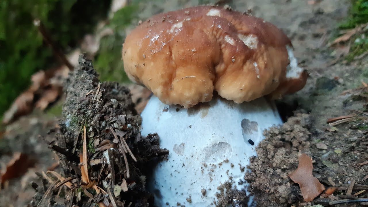 Porcini sulle Alpi al 19 settembre a go go 
