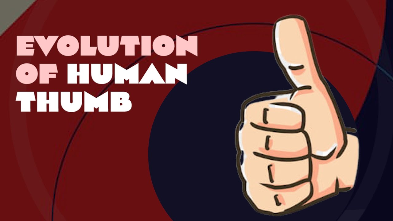 How the Human Thumb Gives Us Advantage Over All Other Species
