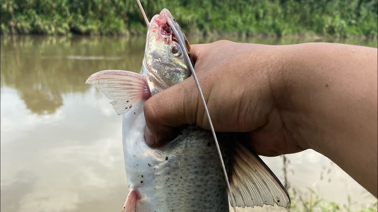 Río Cauca jueves 13 de noviembre#riocauca #pescadores #pesca
