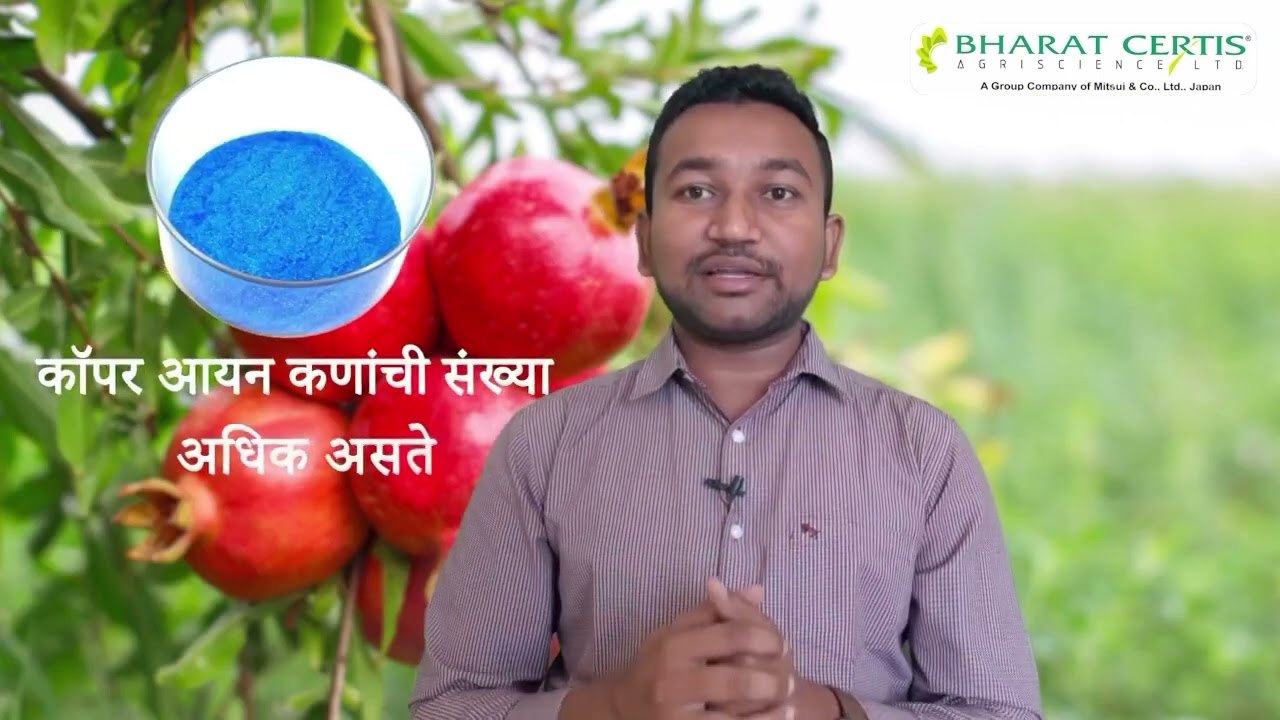 Kocide 3000_Pomegranate_Marathi