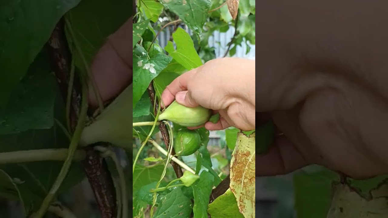 #garden #plants #backyardgardening #backyard #fruit #fruits #figs #harvest  #harvesting #garden