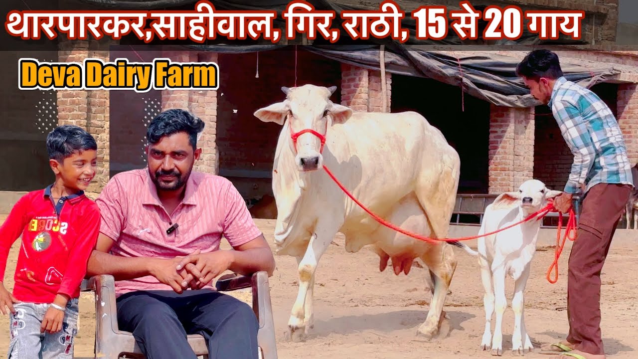 साहीवाल, थारपारकर, गिर, राठी, 20 गाय होती है फार्म पर (deva dairy farm )