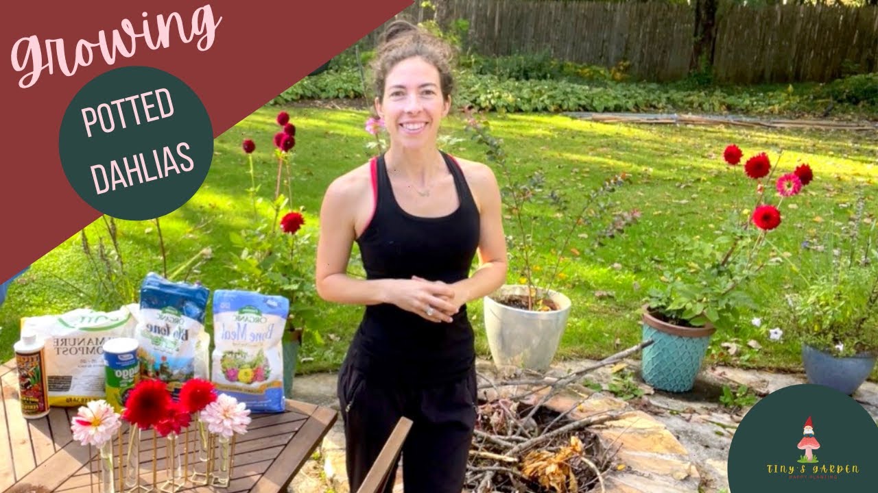 How to Grow Dahlias in Pots! My Biggest Success This Season! Great Addition To Cut Flower Gardens!