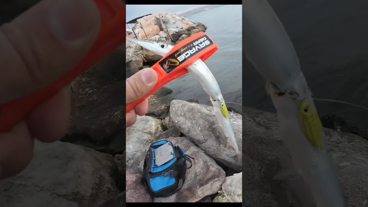 ZARGANA AVI&hellip; #fishing #fishinglife #fishingvideo #zargana #lightrockfishing #sea #rudiesfishing