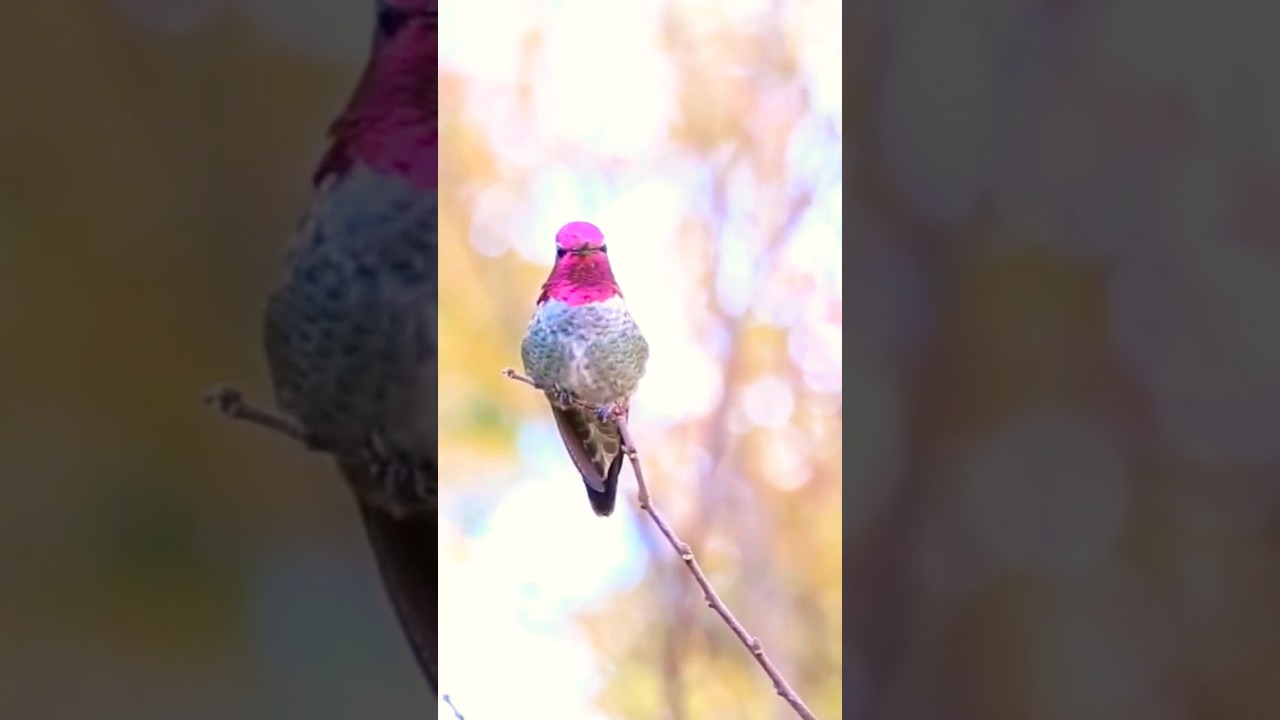 Tiny Hummingbird singing.Cute little bird calling.Bird Sounds. 