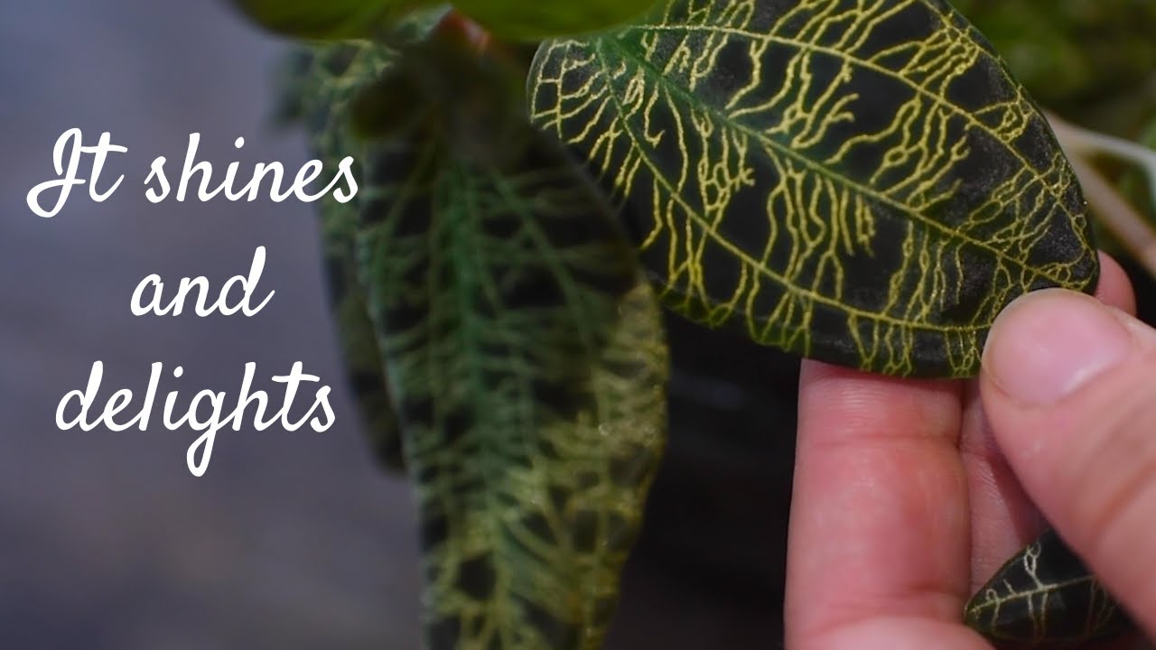Jewel Orchid Care Guide: Macodes Petola | Humidity, Propagation, and Tips