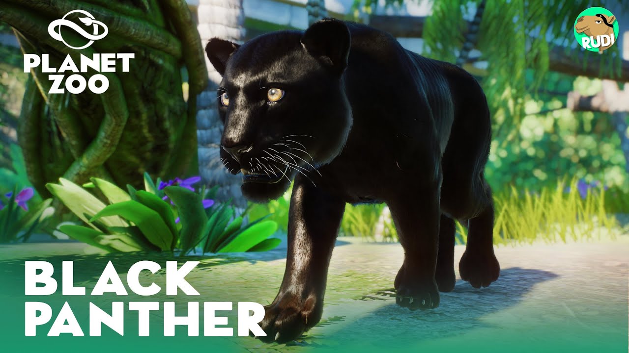 Black Panther Showcase & how to get it - Planet Zoo  South America Pack DLC