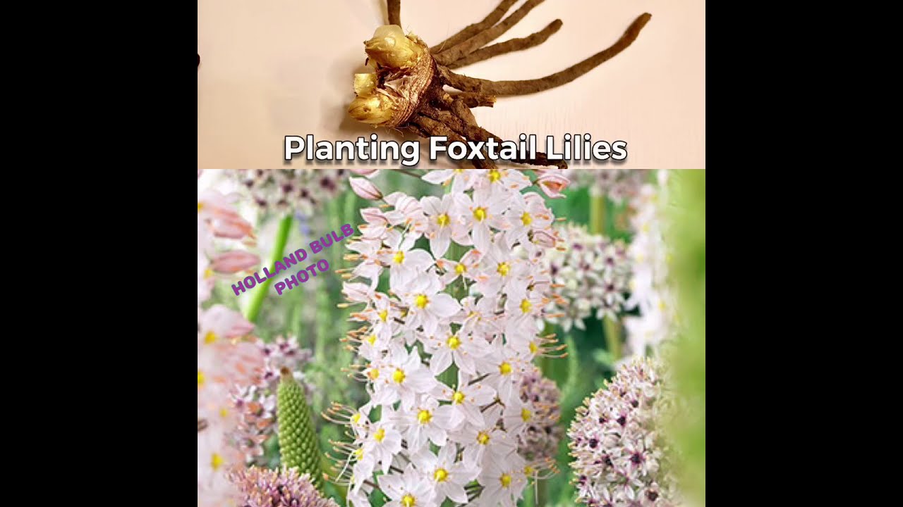 PLANTING ROBUSTUS PINK FOXTAIL LILIES IN 2X DIFFERENT WAYS!
