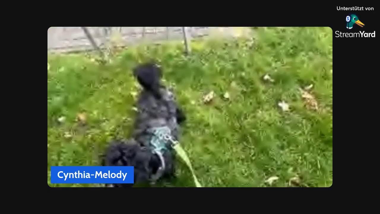 Samson🐶walk