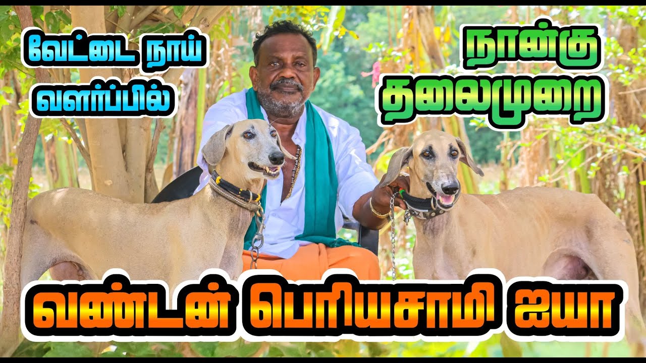 வேட்டை நாய் வளர்ப்பில் நான்கு தலைமுறை | வண்டன் பெரியசாமி ஐயா | Hello Madurai