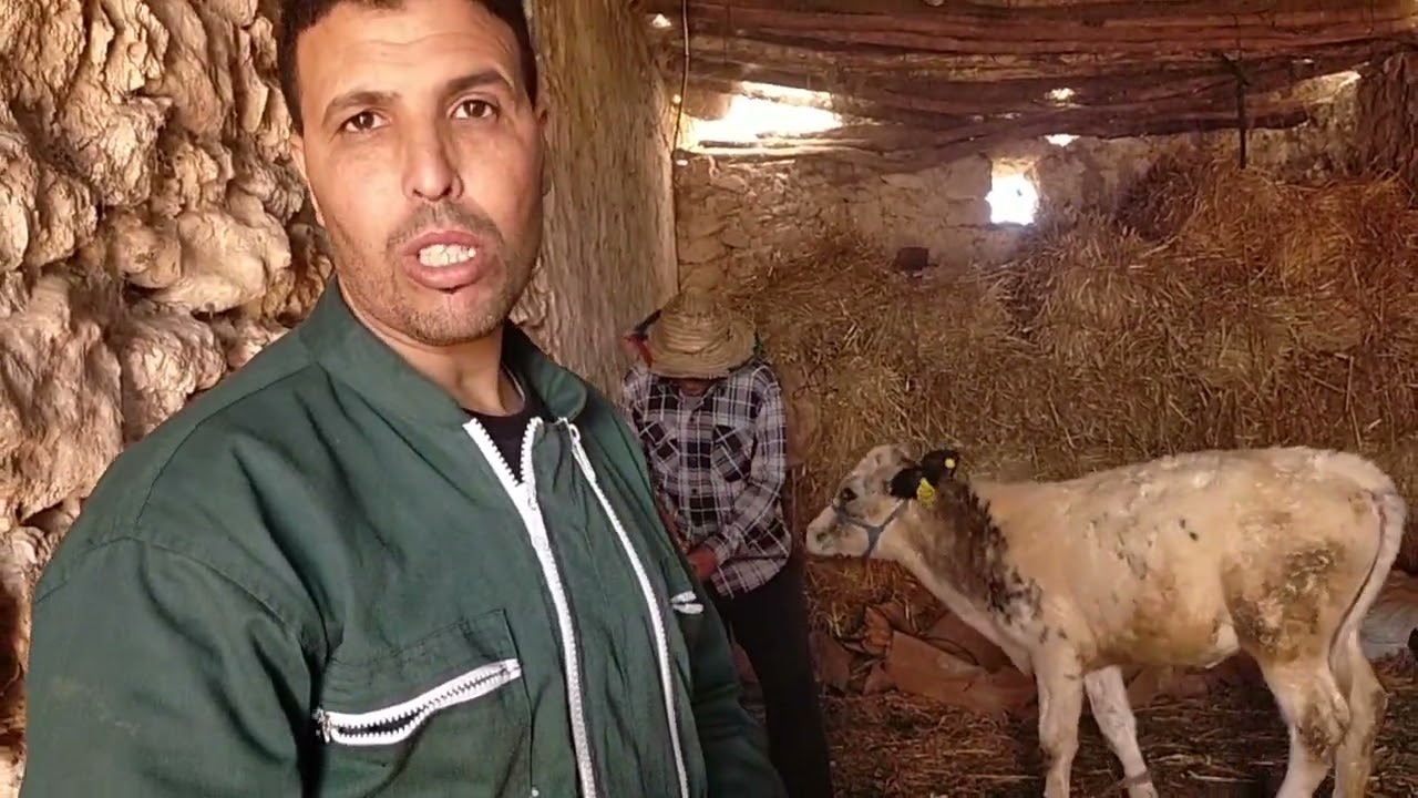طريقة تسمين العجول🐄🐂 من اول يوم عند الولادة حتى البيع / الأدوية/الاعلاف