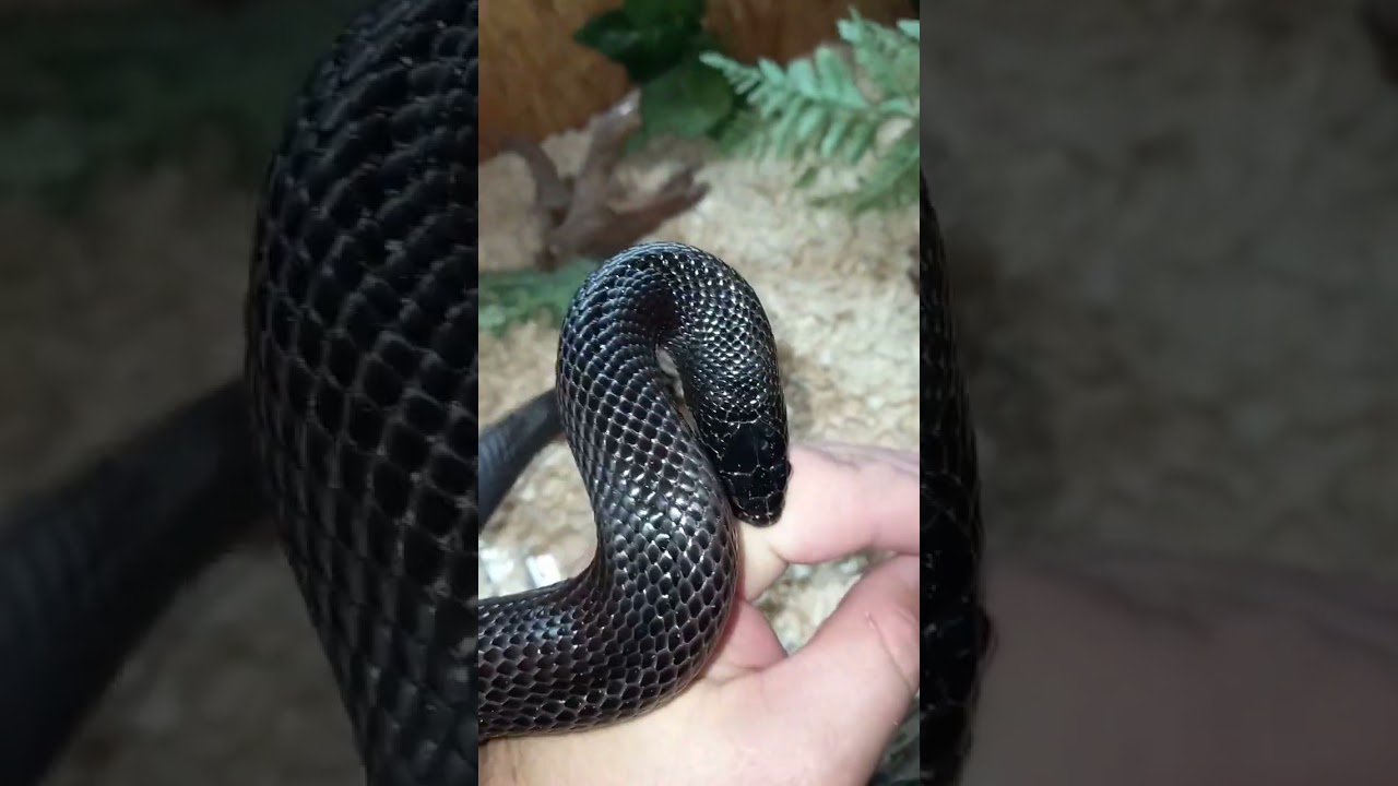 Oops! Non-dangerous Mexican Black Kingsnake bite. #snake #animal #fail
