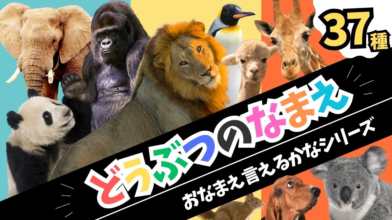 【動物の名前を覚えよう☆全３７種☆】お名前言えるかなシリーズ！知育