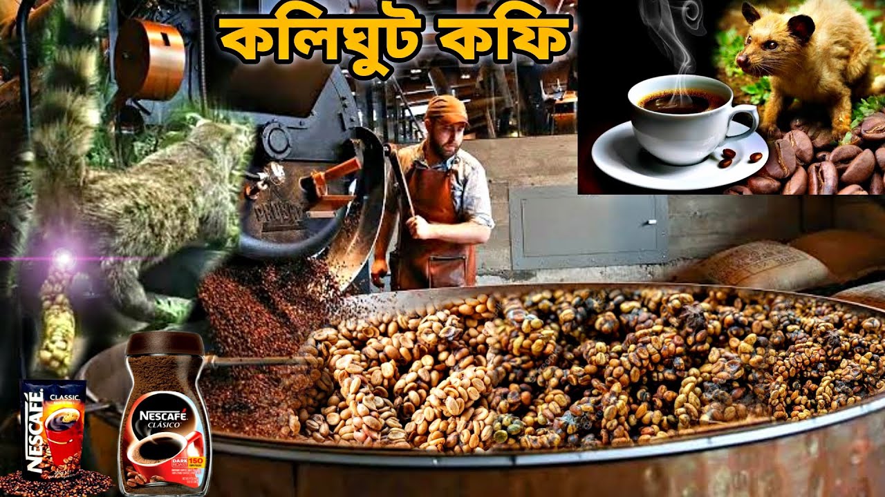 ফাক্টরি তে কিভাবে সিভিট কফি তৈরি করা হয়! দেখলে আপনিও অবাক হবেন, civet coffee factory process