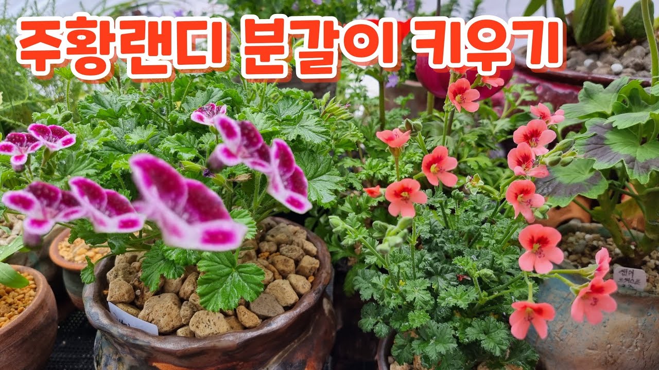 #주황랜디 #분갈이 #흙배합 #키우기 꽃향기야생화