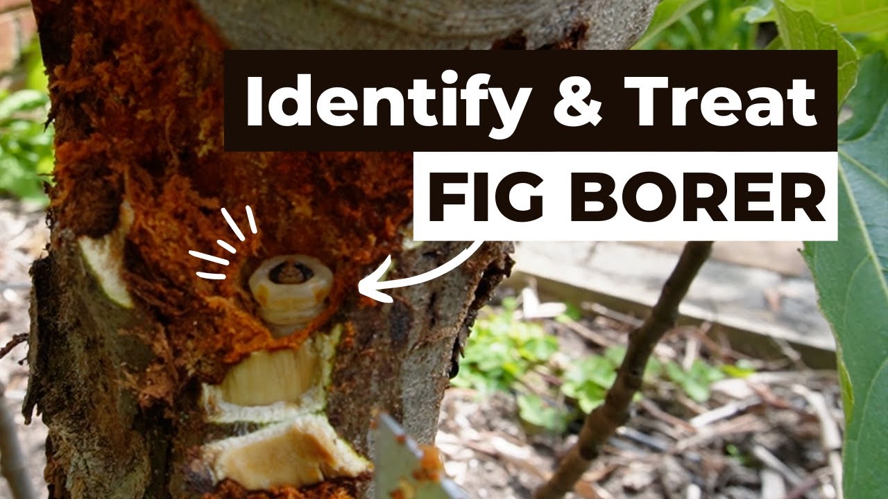 How to identify, remove and treat fig borer