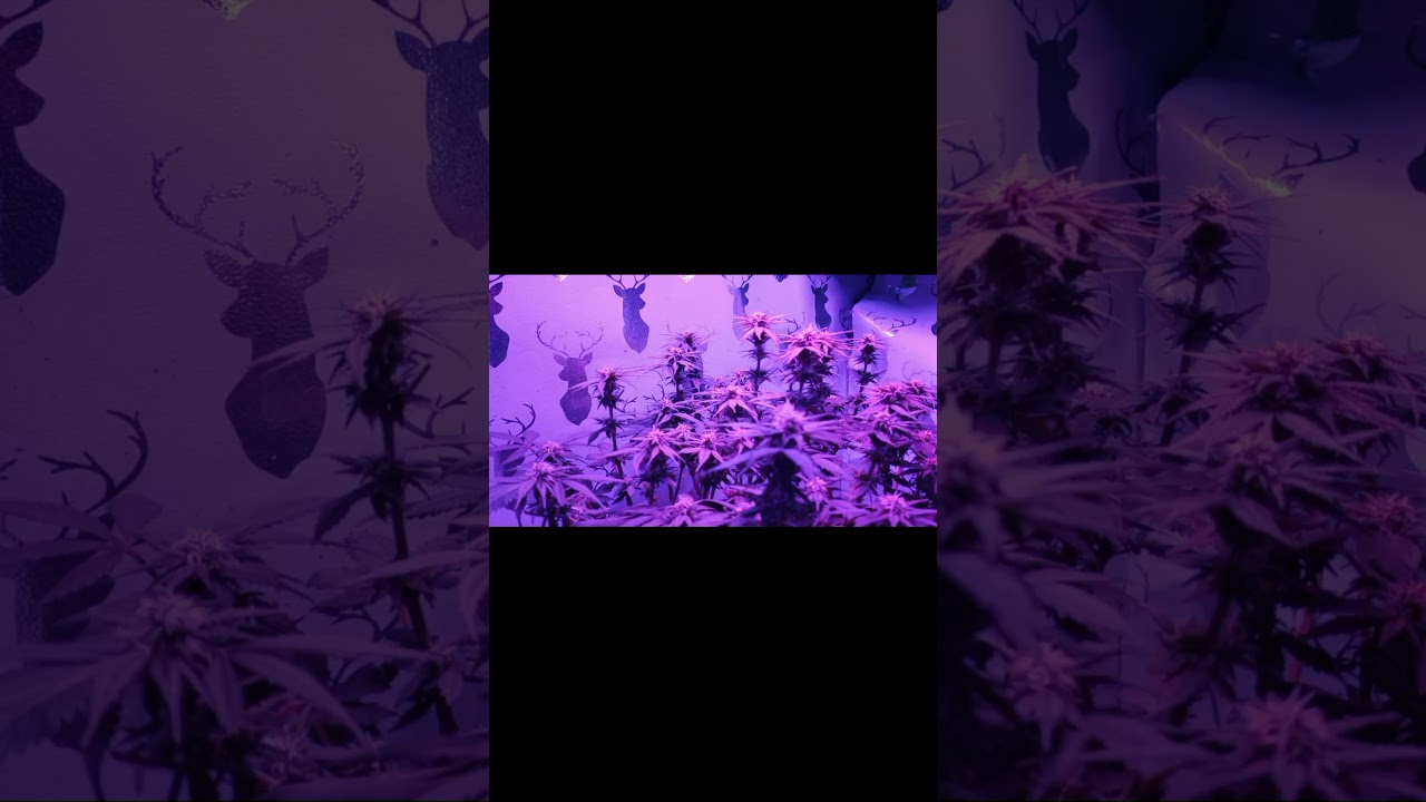 Skywalker Kush closet grow