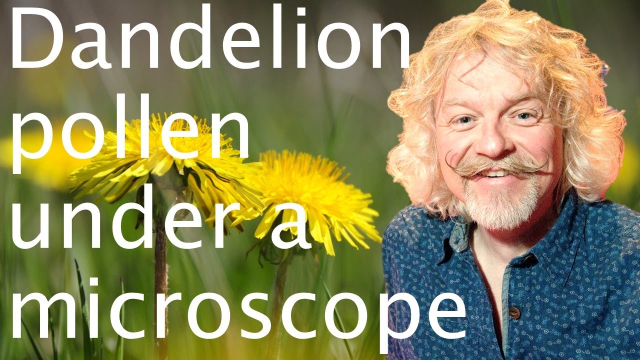 How does a dandelion reproduce? - Marty Jopson