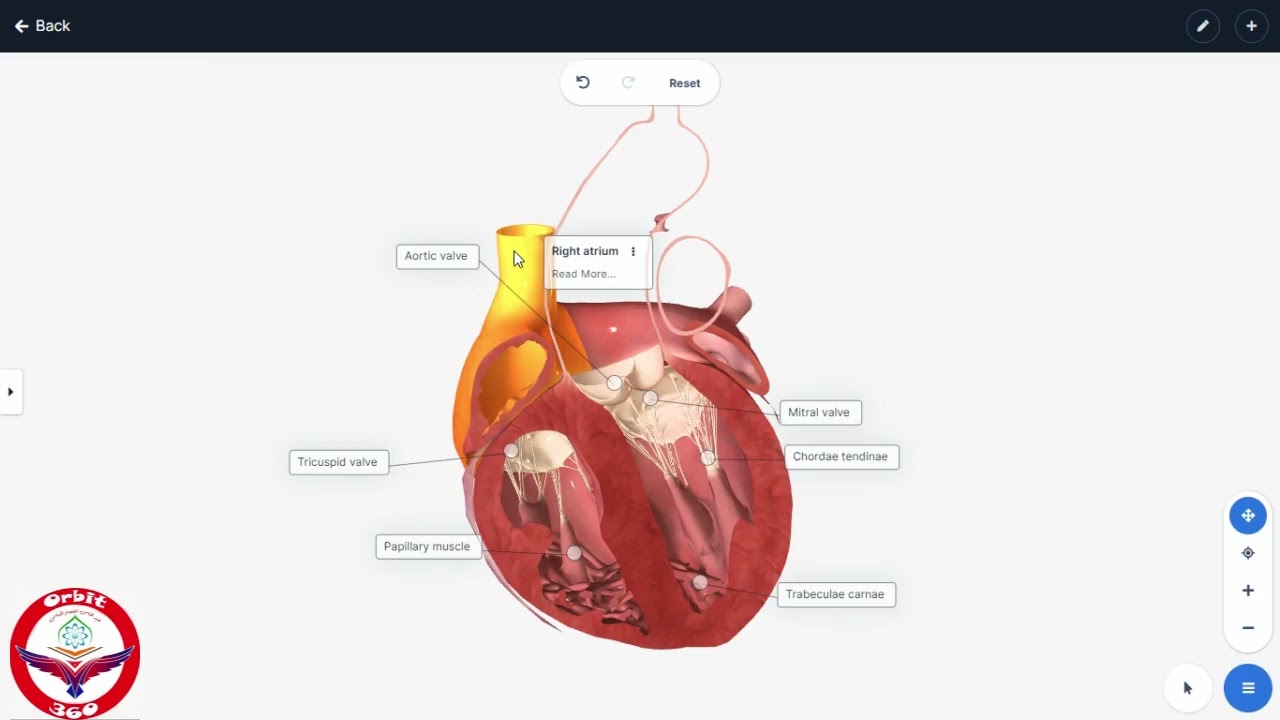 Anatomy of Heart 3D|Structure of Heart|biology 11|Class 11|nmdcat|neet|jee