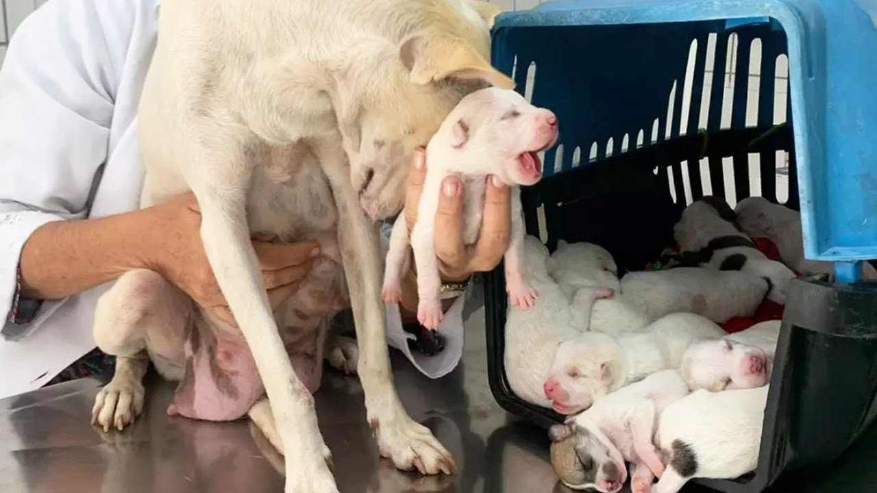 Street Dog Family Found Lying on the Side of the Street, Saved