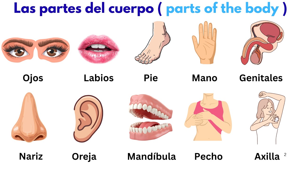Complete Spanish Body Vocabulary | Master Body Parts Like a Native Speaker